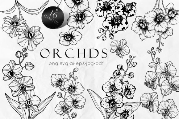 Orchid Flowers Line Art Graphics for Modern Editorial Design